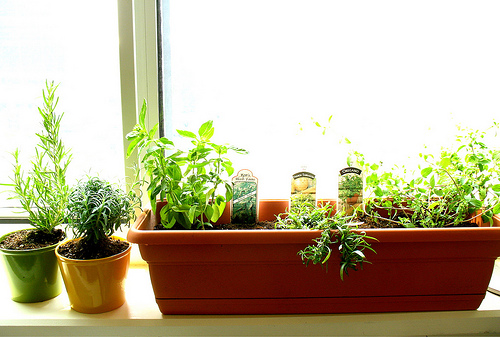 Herb kitchen garden