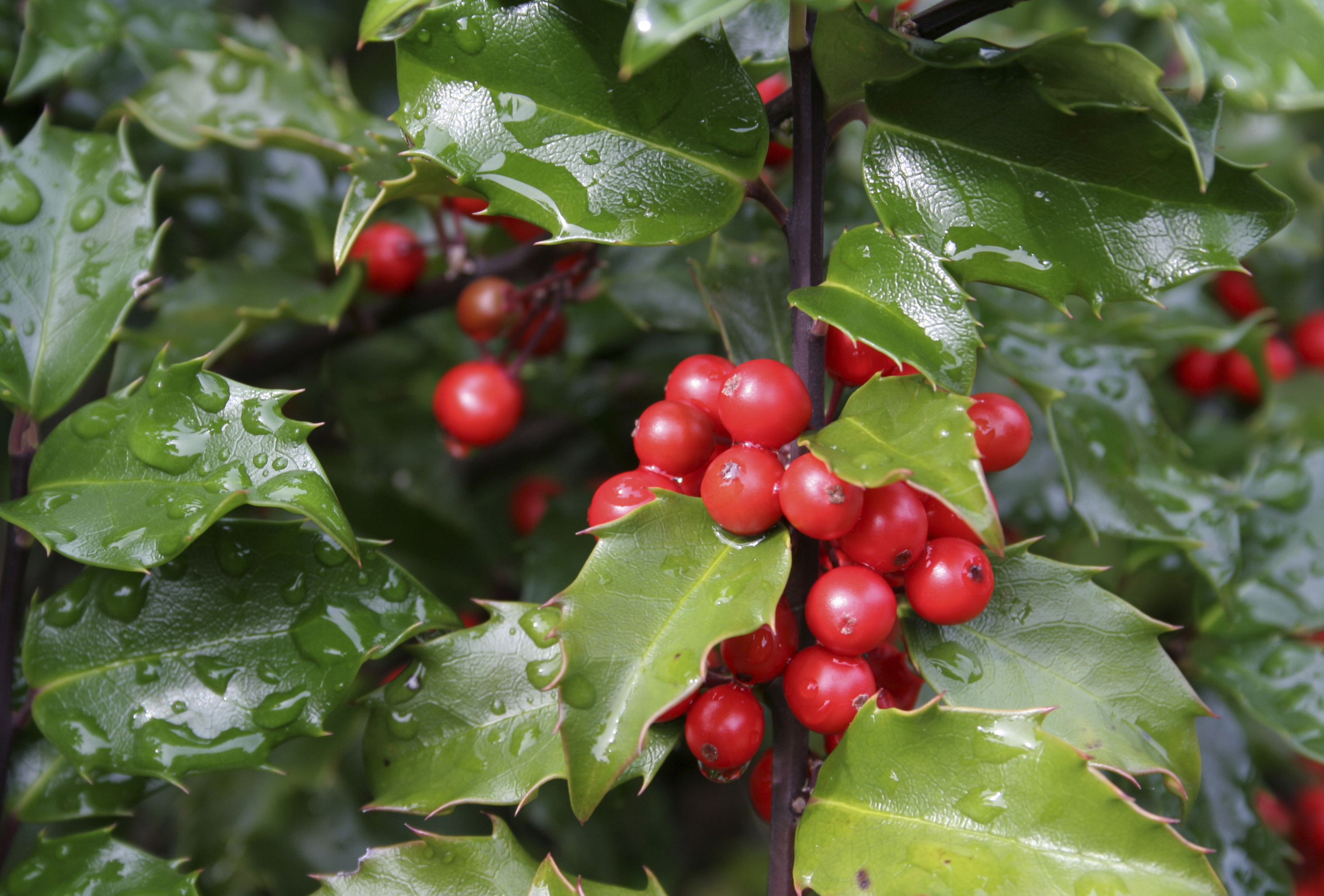 Holly Berries