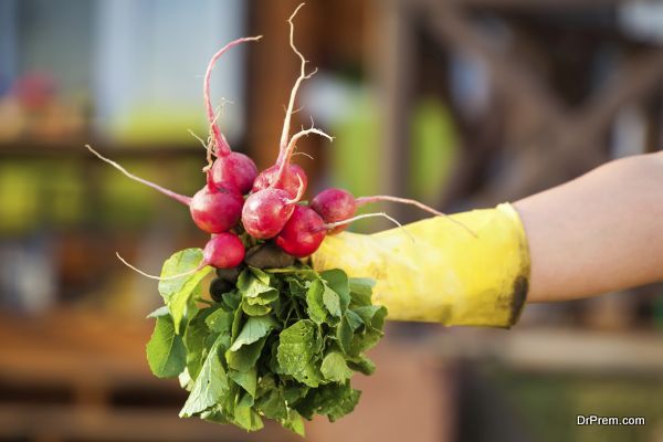 radish harvest